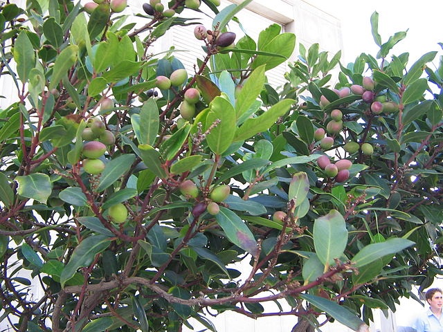 Indische Persea (Persea indica)