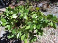 Jungpflanze der Lingue (Persea lingue), Blätter
