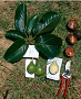 Blätter, Früchte und Samen der Wilden Avocado (Persea schiedeana)