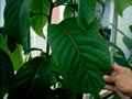 Blatt der Wilden Avocado (Persea schiedeana)