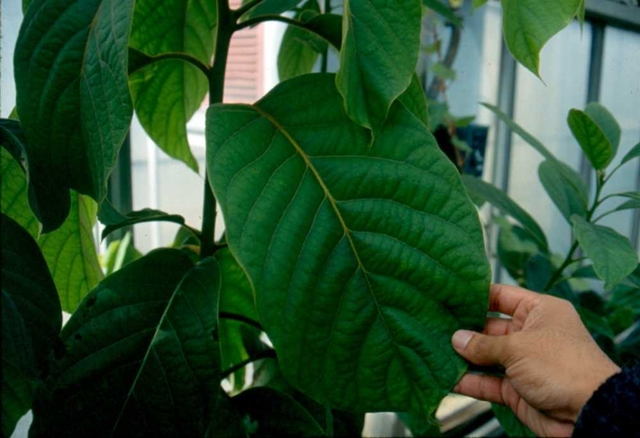 Blatt der Wilden Avocado, Coyo (Persea schiedeana)