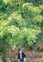 Habitus der Wilden Avocado, Coyo (Persea schiedeana)