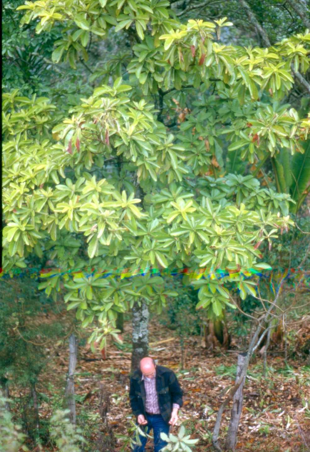 Wilde Avocado, Coyo (Persea schiedeana)