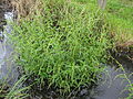 Wasserpfeffer (Persicaria hydropiper)