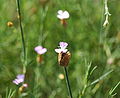 Sprossende Felsennelke (Petrorhagia prolifera)