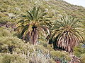 Kanarische Dattelpalme (Phoenix canariensis)