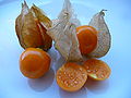 Kapstachelbeere (Physalis peruviana)