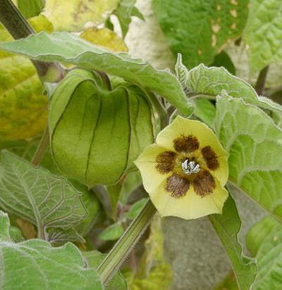 Kapstachelbeere - Blüte (Physalis peruviana)