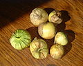 Tomatillo (Physalis philadelphica)