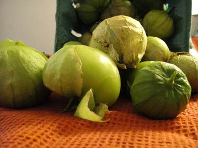 Tomatillo (Physalis philadelphica)