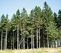 Gemeine Fichte (Picea abies)