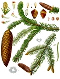 Picea abies