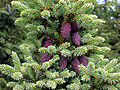 Schwarz-Fichte (Picea mariana)