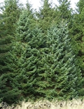 Serbische Fichte (Picea omorika)