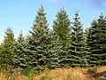 Stech-Fichte (Picea pungens)