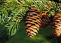Amerikanische Rot-Fichte (Picea rubens)