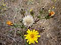 Gewöhnliches Bitterkraut (Picris hieracioides)