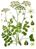 Pimpinella saxifraga