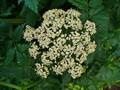 Große Bibernelle (Pimpinella major)