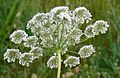 Wander-Bibernelle (Pimpinella peregrina)