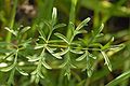 Kleine Bibernelle (Pimpinella saxifraga)