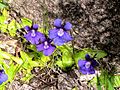 Großblütiges Fettkraut (Pinguicula grandiflora)