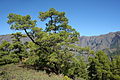 Kanarische Kiefer (Pinus canariensis)