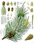 Pinus sylvestris