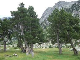 Aufrechte Bergkiefer (Pinus mugo subsp. uncinata)