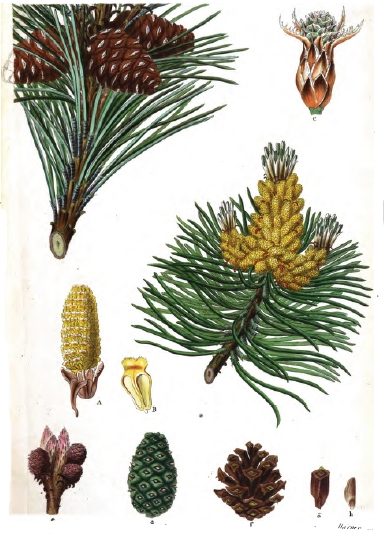 Illustration der Bergkiefer (Pinus mugo)