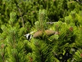 Latschenkiefer (Pinus mugo subsp. mugo)