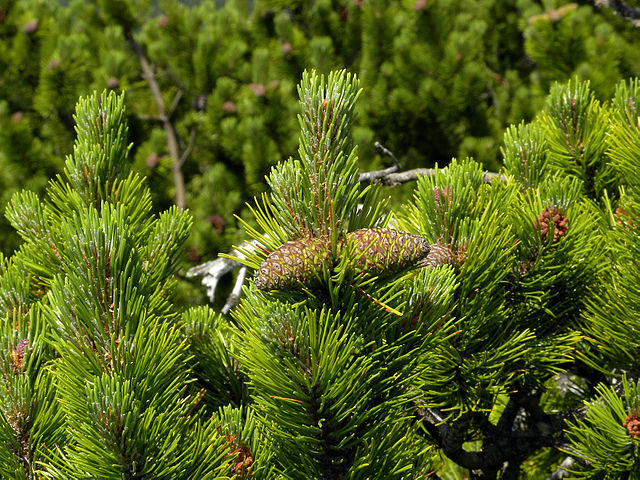 Latschenkiefer (Pinus mugo subsp. mugo)