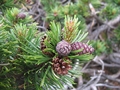 Bergkiefer (Pinus mugo)