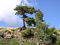 Schwarzkiefer (Pinus nigra)