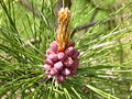 Amerikanische Rot-Kiefer (Pinus resinosa)