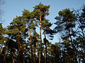 Waldkiefer (Pinus sylvestris)