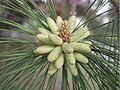 Weihrauch-Kiefer (Pinus taeda)