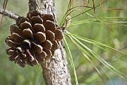 Weihrauch-Kiefer (Pinus taeda), Urheber/Quelle/Lizenz: Alicia Porter, flickr, CC BY 2.0