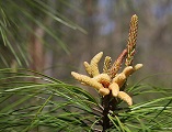 Weihrauch-Kiefer (Pinus taeda), Urheber/Quelle/Lizenz: Dcrjsr, wikimedia, CC BY-SA 3.0