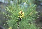 Weihrauch-Kiefer (Pinus taeda), Urheber/Quelle/Lizenz: Stephen Seiberling, flickr, CC BY-NC-ND 2.0