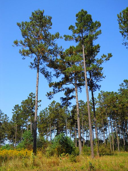 Weihrauch-Kiefer (Pinus taeda)