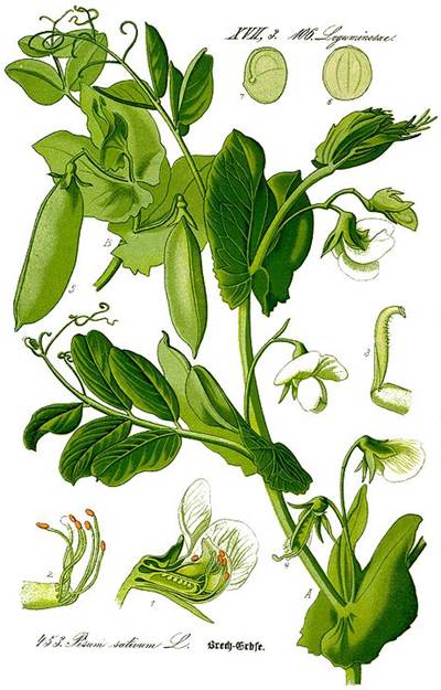 Erbse (Pisum sativum)