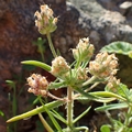 Flohsamen-Wegerich (Plantago afra)