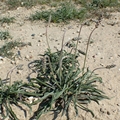 Weißlicher Wegerich (Plantago albicans)