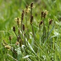 Alpen-Wegerich (Plantago alpina)