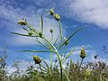 Sand-Wegerich (Plantago arenaria)