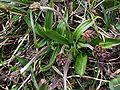 Berg-Wegerich (Plantago atrata)