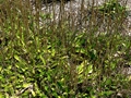 Mexican Plantain (Plantago australis)