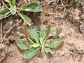 Plantago catharinea