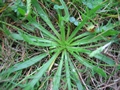 Krähenfuß-Wegerich (Plantago coronopus)